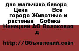 два мальчика бивера › Цена ­ 19 000 - Все города Животные и растения » Собаки   . Ненецкий АО,Волоковая д.